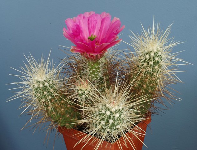 Echinocereus_stramineus